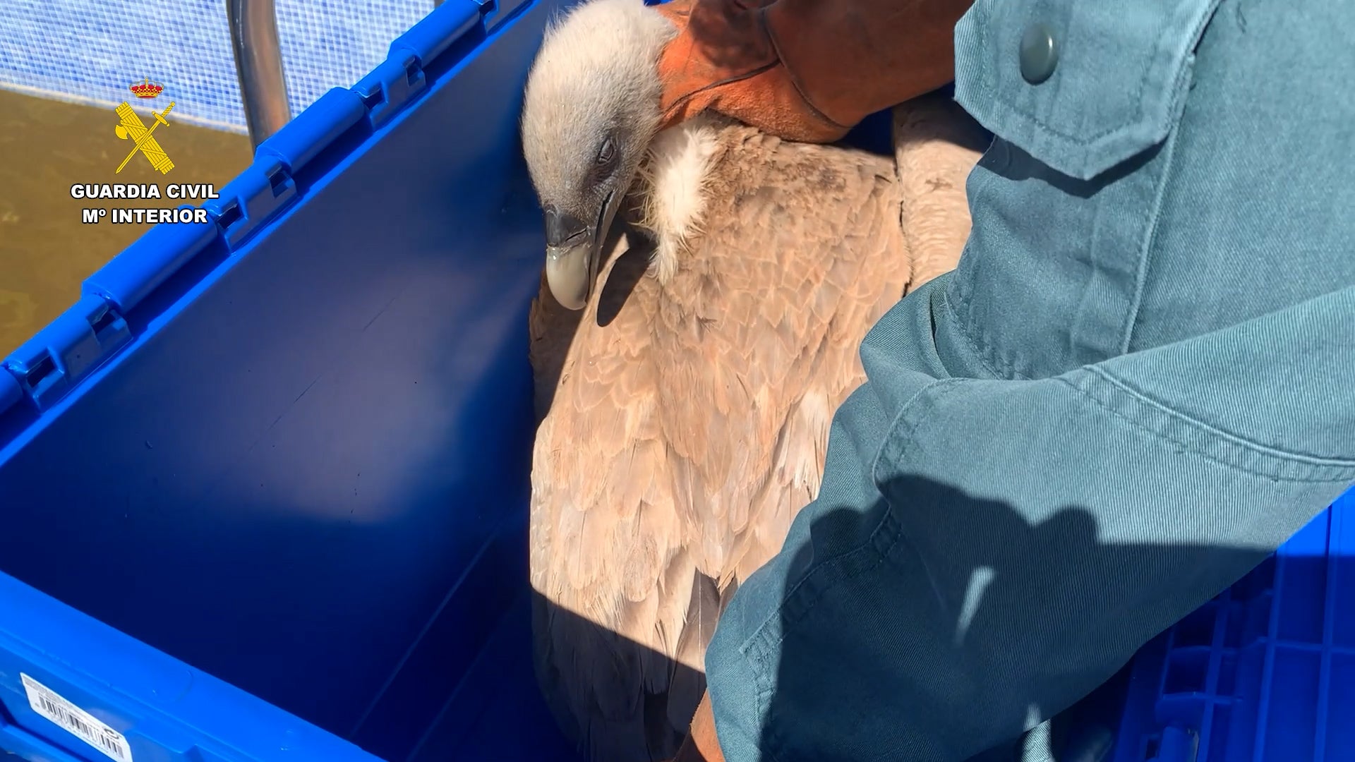 Un buitre leonado es rescatado tras quedar atrapado en una piscina vacía de Ibi Un buitre leonado es rescatado tras quedar atrapado en una piscina vacía de Ibi