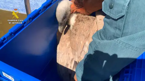El buitre leonado una vez rescatado El buitre leonado una vez rescatado