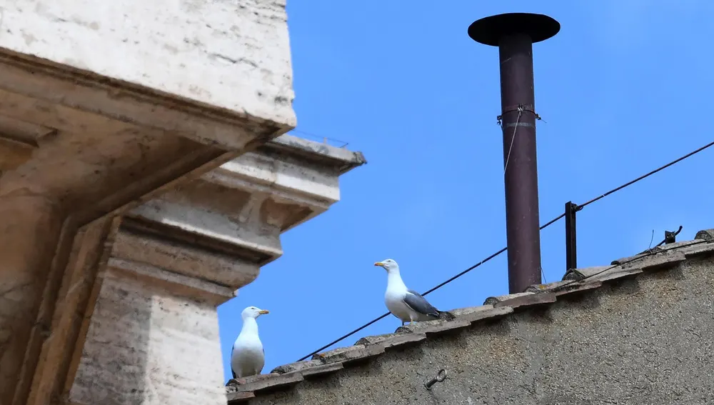 Dos gaviotas junto a la chimenea de la Capilla Sixtina Dos gaviotas junto a la chimenea de la Capilla Sixtina