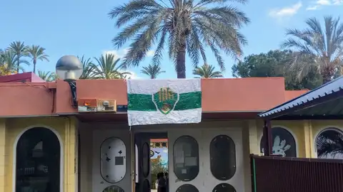 Comercios y vecinos de Elche lucen banderas franjiverdes en sus balcones. Comercios y vecinos de Elche lucen banderas franjiverdes en sus balcones.
