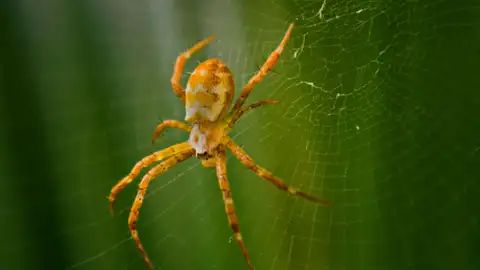 La nueva especie de araña exótica que ha sido detectada en España La nueva especie de araña exótica que ha sido detectada en España