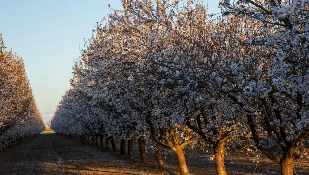 Los almendros salpican el paisaje del Valle del Almanzora Los almendros salpican el paisaje del Valle del Almanzora
