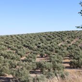 Olivos