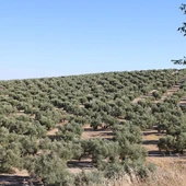 Olivos Olivos