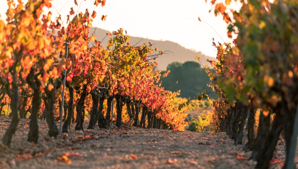 Viñedos Fontanars dels alforins