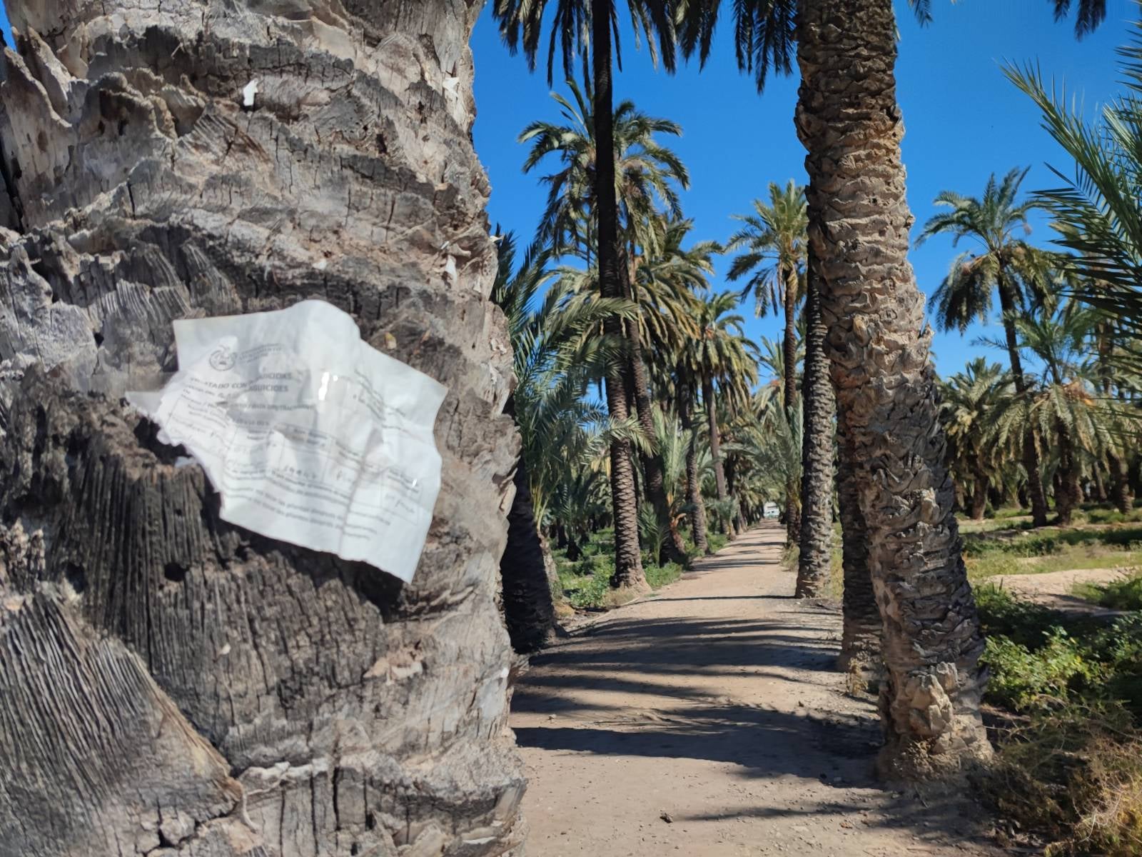 Margalló Ecologistes en Acció pide de nuevo al Ayuntamiento de Elche que se abstenga de usar glifosato Margalló Ecologistes en Acció pide de nuevo al Ayuntamiento de Elche que se abstenga de usar glifosato