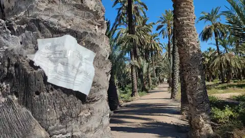 Cartel en un hurto de palmeras de Elche en el que se advierte el uso de glifosato. Cartel en un hurto de palmeras de Elche en el que se advierte el uso de glifosato.