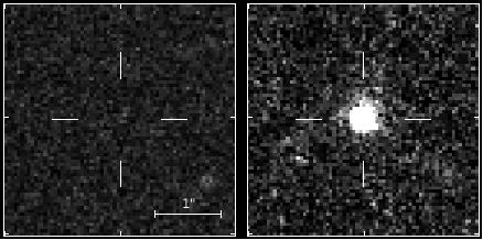 ¿Podrían comunicarse los abetos entre ellos? ¿Podrían comunicarse los abetos entre ellos?