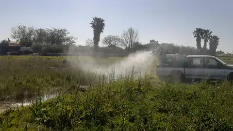 Castellón intensifica los tratamientos contra los mosquitos en zonas de marjal, el Grao y los imbornales de la ciudad Castellón intensifica los tratamientos contra los mosquitos en zonas de marjal, el Grao y los imbornales de la ciudad