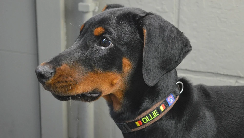 Topman Binshar Topman Binshar