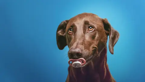 Estas son las cinco razas de perro más inteligentes del mundo Estas son las cinco razas de perro más inteligentes del mundo