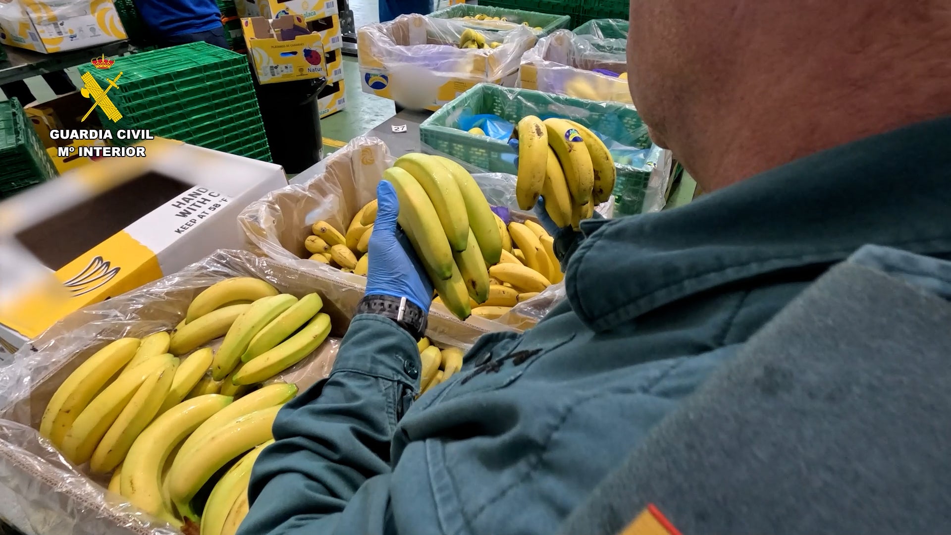 Una empresa alicantina comercializaba de forma ilegal toneladas de banana Una empresa alicantina comercializaba de forma ilegal toneladas de banana