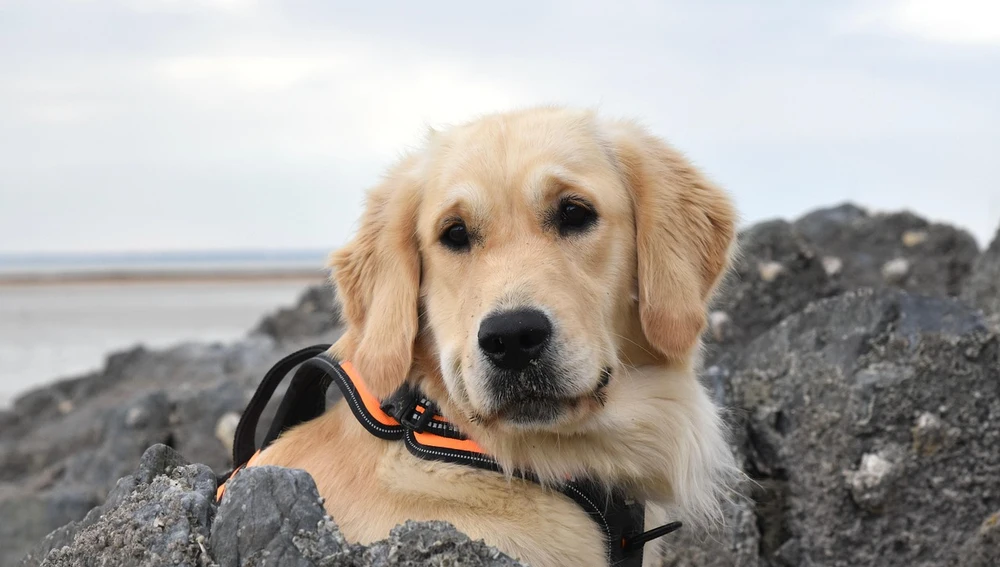 Redriver dorado Redriver dorado