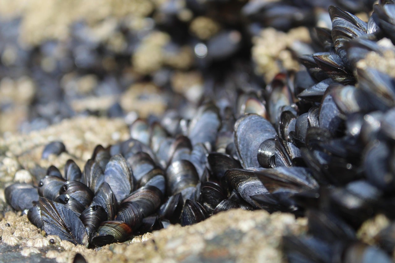 Gastronomía de Poio: Conocemos cómo se crían mejillones Gastronomía de Poio: Conocemos cómo se crían mejillones