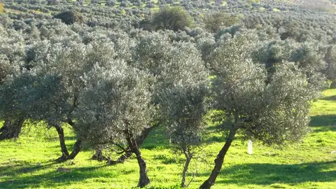 Olivos en Andalucía - JUNTA DE ANDALUCÍA - Archivo Olivos en Andalucía - JUNTA DE ANDALUCÍA - Archivo