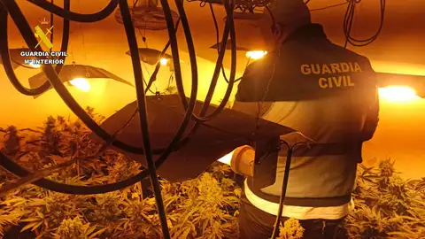 Desmantelada una plantación indoor en Herrera de Valdecañas .