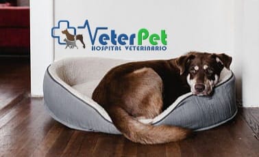 Saludar a tu perro al llegar a casa es un error. Ángel Osuna: "Estás premiando un estado de ansiedad" Saludar a tu perro al llegar a casa es un error. Ángel Osuna: "Estás premiando un estado de ansiedad"