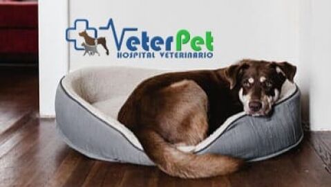 Cl&iacute;nicas Veterinarias VeterPet