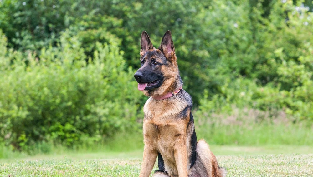 Pastor alemán Pastor alemán