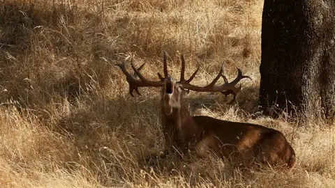 La fauna silvestre daña más de 10.000 hectáreas en Teruel ciervo