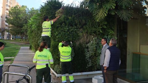 Benidorm inicia la suelta de insectos específicos para el control de plagas en arbolado y jardines y evitar así el uso de productos químicos Benidorm inicia la suelta de insectos específicos para el control de plagas en arbolado y jardines y evitar así el uso de productos químicos