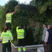Benidorm inicia la suelta de insectos específicos para el control de plagas en arbolado y jardines y evitar así el uso de productos químicos