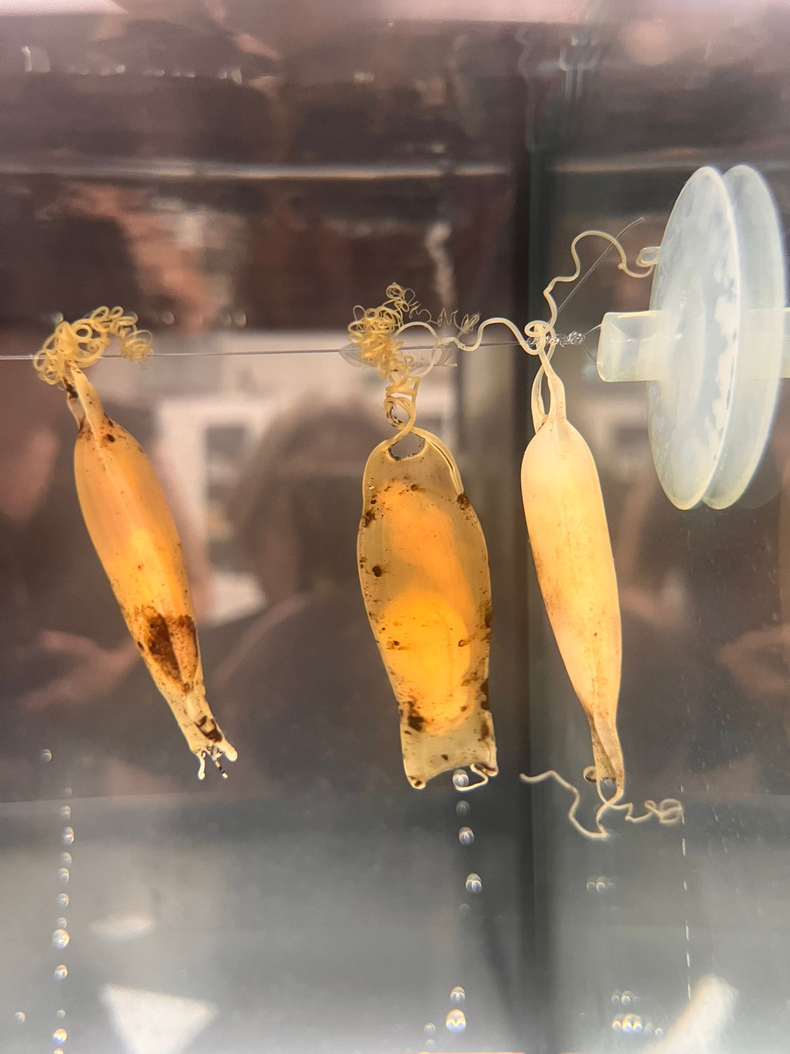 La Fundación Azul Marino lleva la conservación marina a las aulas de Ágora Lledó con el cuidado de huevos de tiburón La Fundación Azul Marino lleva la conservación marina a las aulas de Ágora Lledó con el cuidado de huevos de tiburón