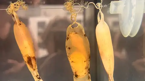 La Fundación Azul Marino lleva la conservación marina a las aulas de Ágora Lledó con el cuidado de huevos de tiburón La Fundación Azul Marino lleva la conservación marina a las aulas de Ágora Lledó con el cuidado de huevos de tiburón