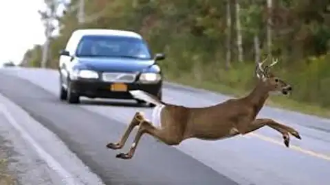 Cruce de animales en la carretera. Cruce de animales en la carretera.