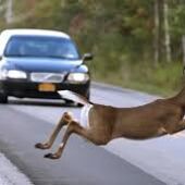 Cruce de animales en la carretera.