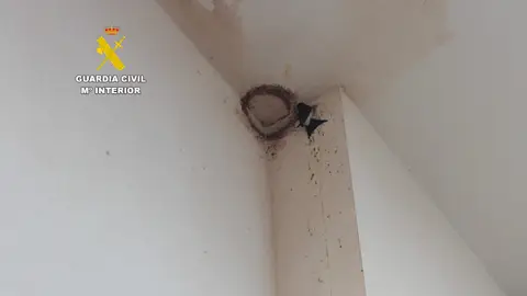 Investigadas dos personas por la destrucción de un nido activo de avión común en Xilxes Investigadas dos personas por la destrucción de un nido activo de avión común en Xilxes