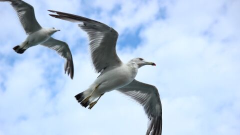 Gaviotas