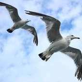 Gaviotas Gaviotas