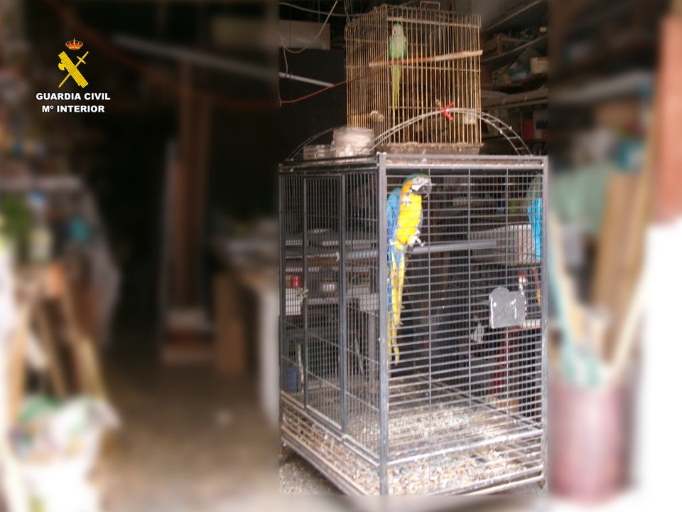 El Seprona investiga a un hombre en Santa Pola por tendencia ilegal de un guacamayo azul y amarillo y una cotorra de Kramer El Seprona investiga a un hombre en Santa Pola por tendencia ilegal de un guacamayo azul y amarillo y una cotorra de Kramer