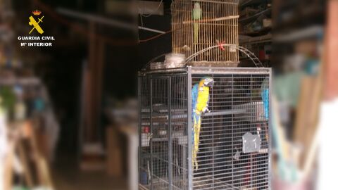 El Seprona investiga a un hombre en Santa Pola por tendencia ilegal de guacamayo azul y amarillo y una cotorra de Kramer.