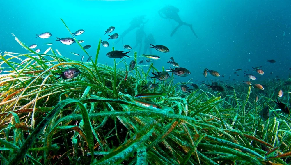 Posidonia Posidonia