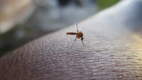 Un mosquito picando un brazo Un mosquito picando un brazo