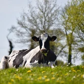 Mueren 27 vacas al ser alcanzadas por un rayo Rodeiro (Pontevedra) Mueren 27 vacas al ser alcanzadas por un rayo Rodeiro (Pontevedra)