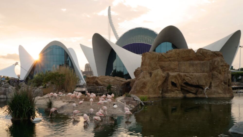 Vista atardecer flamencos Oceanogràfic