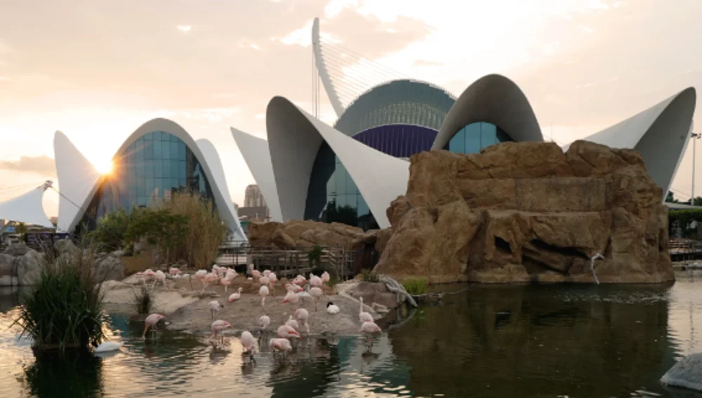 Vista atardecer flamencos Oceanogràfic Vista atardecer flamencos Oceanogràfic