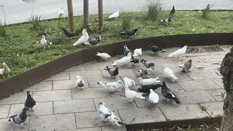 Vecinos del barrio de Pere Garau de Palma alertan de una plaga de palomas Vecinos del barrio de Pere Garau de Palma alertan de una plaga de palomas