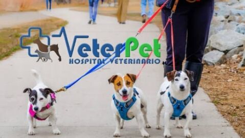 ¿Collar o arnés para perros? El adiestrador canino Ángel Osuna revela los pros y contras ¿Collar o arnés para perros? El adiestrador canino Ángel Osuna revela los pros y contras