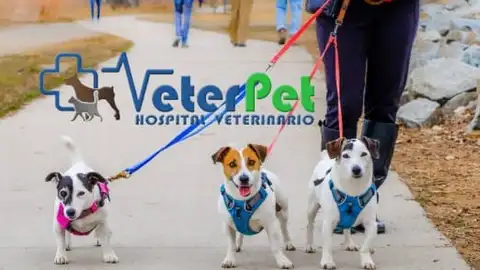 ¿Collar o arnés para perros? El adiestrador canino Ángel Osuna revela los pros y contras ¿Collar o arnés para perros? El adiestrador canino Ángel Osuna revela los pros y contras