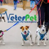 ¿Collar o arnés para perros? El adiestrador canino Ángel Osuna revela los pros y contras ¿Collar o arnés para perros? El adiestrador canino Ángel Osuna revela los pros y contras