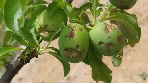 Cítricos dañados por el pedrisco Cítricos dañados por el pedrisco