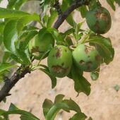 Cítricos dañados por el pedrisco