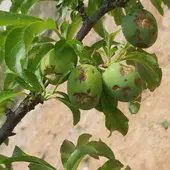 Cítricos dañados por el pedrisco Cítricos dañados por el pedrisco