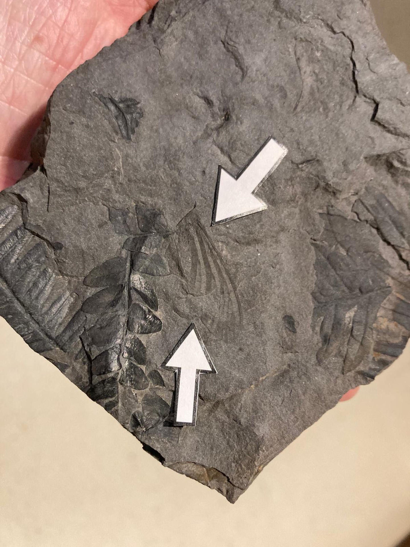 El MUPE exhibe el fósil de un insecto similar a una libélula de hace 300 millones de años El MUPE exhibe el fósil de un insecto similar a una libélula de hace 300 millones de años