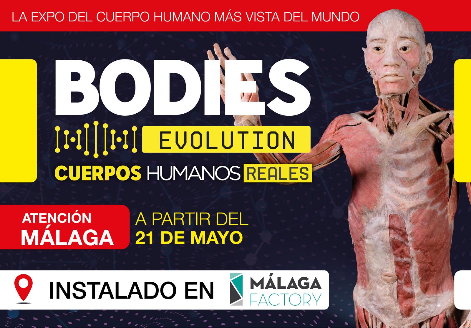 La exposición Bodies Evolution llega a Málaga La exposición Bodies Evolution llega a Málaga