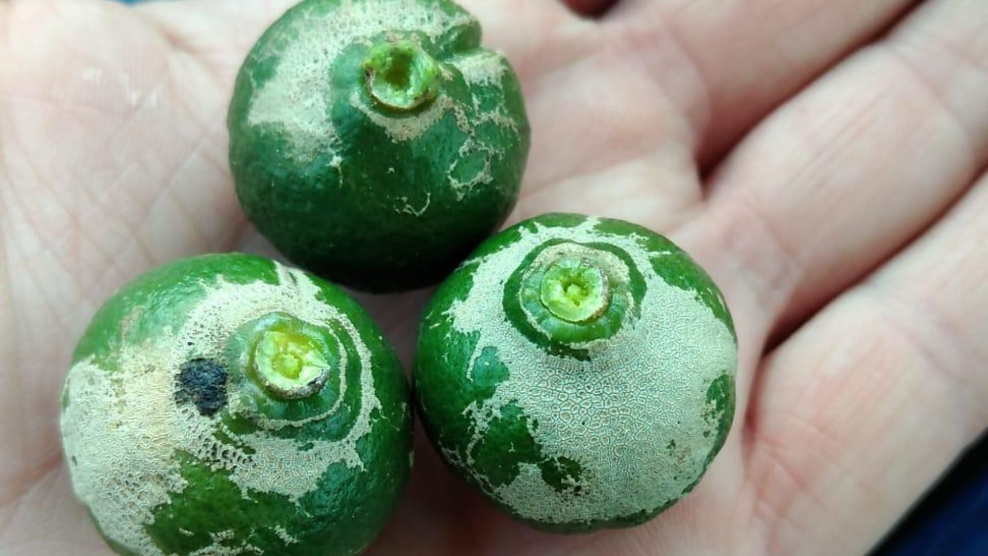 Vila-real firma un acuerdo con la Cooperativa para combatir una plaga que afecta principalmente a los cítricos Vila-real firma un acuerdo con la Cooperativa para combatir una plaga que afecta principalmente a los cítricos